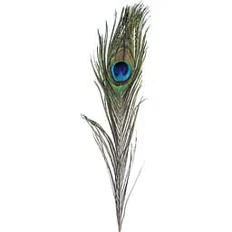 Перо павлина 16-19S