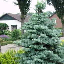 Саджанець Agro-Market Ялиця Каліфорнійська Блакитна (Abies concolor glauca) горщик P9 (48740)