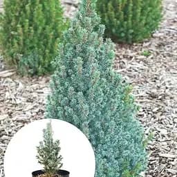 Ялина 3-х річна Agro-Market канадська Sanders Blue вазон С3 висота 20-30 см 145522 1 саджанець в упаковці