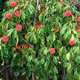 Персик плакучий на штамбі Agro-Market "Коллінз" (вік від 2-х років, висота 150-190см) (53409) 1 саджанець в упаковці