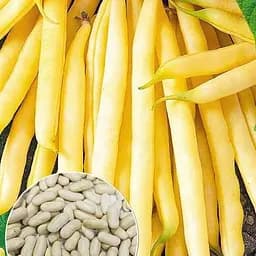 Фасоль "Сонестина" ТМ "Весна" 15г (177668)