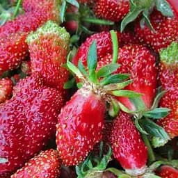 Саджанець Agro-Market Суницеполуниця Вілма (з мускатним присмаком, раннього терміну дозрівання, сорт стійкий до хвороб) 5 шт. в пакуванні (72309)