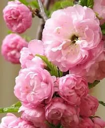 Саджанець Agro-Market Декоративний Мигдаль Луізеанія Трилопатева 1 шт. в упаковці (52795)