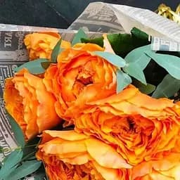 Троянда чайно-гібридна Agro-Market Каралуна саджанець класу АА вищий сорт 1 шт. в упаковці (52572)