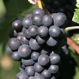 Саджанець Agro-Market Виноград Піно Меньє (бургундська група винних сортів) 1 шт. в пакуванні (130597)