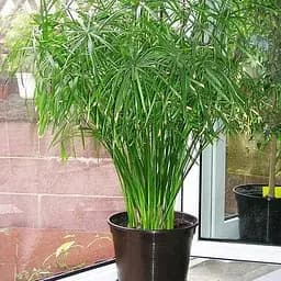 LMTD Пальма Agro-Market Парасолька Cyperus alternifolius 60-70см (189238) 1 саджанець в упаковці (кімнатний) Нідерланди