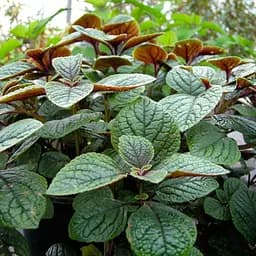 Саджанець Agro-Market М'ята Шоколадна Mentha Chocolate (контейнер Р9) (48616) (Корневище) 1 шт. в упаковці