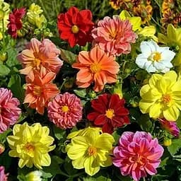 Георгина "Карликовая Смесь" Весна 0.2г (19766)