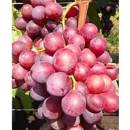 Саженец Agro-Market Виноград Армани (ранний, большой, сладкий) (184237) 1 шт.