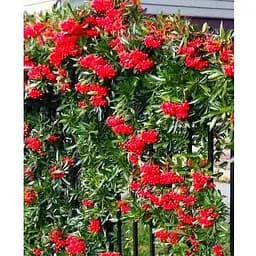 Піраканта "Red Column" 3-річна (висота 80-100см) (184989) 1 саженец