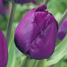 Тюльпан "Negrita" (186310) 2 шт