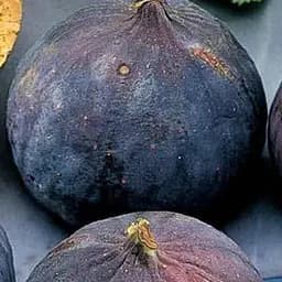 Саджанець Agro-Market Інжир Брожіотто Неро саджанець 2 роки (ремонтантний, великоплідний сорт, середній термін дозрівання) (102128) 1 шт. в упаковці