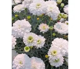 Саджанець Agro-Market Аргирантемум Aramis Double White (контейнер № 10 высота 15 см) (177101) 1 шт. в упаковці