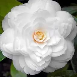 Камелия японская белая "Mont Blanc" (48323) 1 саженец