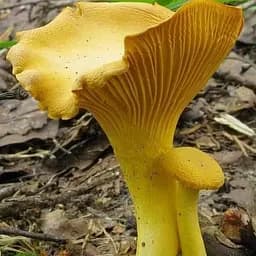 Сухий зерновий міцелій "Лисичка жовта" 10г (45496)