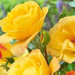 Троянда флорибунда Agro-Market Артур Белл саджанець класу АА+ вищий сорт 1 шт. в упаковці (20970)