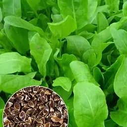 Насіння Agro-Market Щавель Широколистий на вагу ціна за 6 г (13355)