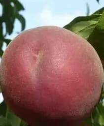 Саджанець Agro-Market Персик Саммер Леді (літній сорт, пізній термін дозрівання) 1 шт. в упаковці (102126)