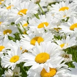 Ромашка крупноцветковая (букетная, срезочная) (188405) 1 саженец в упаковке