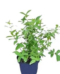 Саджанець Agro-Market Жимолість Зойка (Lonicera kamtschatica Zojka) (великоплідний, ранній сорт) 2х-річна С3 1 саджанець (80259) - мініатюра 2