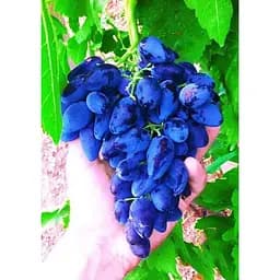 Саджанець Agro-Market Виноград Вікінг (ранній термін дозрівання, в гронах відсутня горошенія) 1 шт. в упаковці (19800)