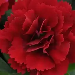 Гвоздика Махрова "Oscar Dark Red" (188811) 1 саженец