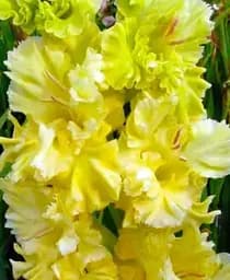 Луковица Agro-Market Гладиолус Lemon Frizzle 3 шт. (45648)