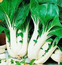 Насіння Весна Капуста Пак Чой Зіпер 1.5 г (49443)