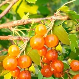 Саженец Agro-Market Смородина желтая Ляйсан неприхотливый сорт, средний срок созревания) 1 шт. в упаковке (177152)