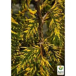 Саджанець Agro-Market Туя складчата Zebrina Extra Gold горщик P9 (48750) - мініатюра 2