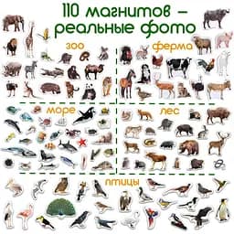 Подарунковий набір магнітів Magdum Тварини ML4032-24 EN - мініатюра 4