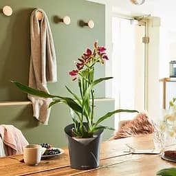 Вазон Lechuza Orchidea, 1 л, білий (13960) - мініатюра 10