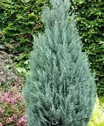 Саджанець Agro-Market Кипарисовик Лавсона Columnaris (контейнер Р9) 1 шт. в упаковці (50689)