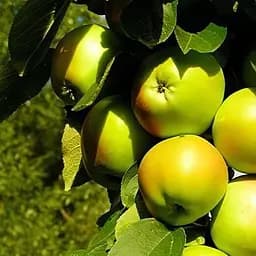 Саджанець Agro-Market Яблуня колоноподібна Білосніжка укорінена в контейнері (саджанець 2 роки) (99964)