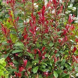 Фотиния Фрейзера "Carre Rouge" вазон Р9 (187093) 1 саженец