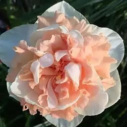 Нарцисс "Flower Surprise" 2 шт (17156)