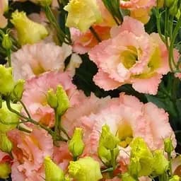 Еустома махрова "Alissa Champagne" укорінена в контейнері Р9 (50565) 1 саженец