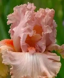 Саженец Agro-Market Ирис бородатый крупноцветковый Lotus Land 1 шт. в упаковке (115234)