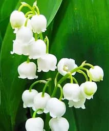 Ландыш Кейске Agro-Market Convallaria keiskei 1 шт. (25955)