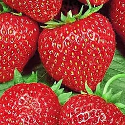 Саджанець Agro-Market Полуниця яскраво-червона Делішес (Delicious) (італійська селекція, преміальний супер ранній сорт) 5 шт. в пакуванні (38439)