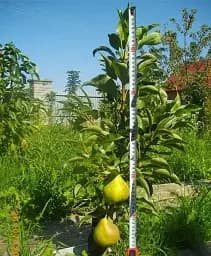 Саджанець Agro-Market Колоновидна груша Г-322 (літній сорт) 1 шт. в упаковці (45353)