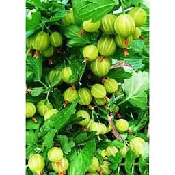 Саджанець Agro-Market Агрус Берил (середній термін дозрівання) 1 шт. в упаковці (46147) - мініатюра 2
