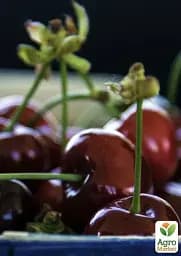Саджанець Agro-Market Вишня карликова куляста темно-червона Зустріч (Meeting) (преміальний великоплідний середньостиглий сорт) 1 шт. в упаковці (37369) - мініатюра 3
