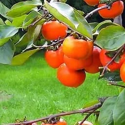 Саджанець Agro-Market Хурма на віргінській морозостійкій підщепі Хеакума вищий сорт! (44808) 1 шт. в упаковці