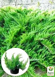 Саджанець Agro-Market Ялівець козацький Tamariscifolia С2 висота 25-30 см 1 шт. в упаковці (71817) - мініатюра 2