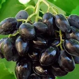 Саджанець Agro-Market Виноград Ромбік (ультраранній, великий, солодкий, морозостійкий) (50840) 1 шт. в пакуванні