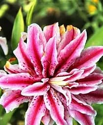 Луковица Agro-Market Лилия Махровая Magic Star 1 шт. в упаковке (35517)