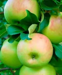 Саджанець Agro-Market Яблуня Антонівка (осінній сорт, середній термін дозрівання) 1 шт. в упаковці (25755)