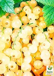 Саджанець Agro-Market Порічка (смородина) жовта Імператорська середньо-ранній термін дозрівання, високоврожайний сорт) 1 шт. в пакуванні (17541) - мініатюра 2