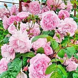 Троянда плетиста Agro-Market Чаплінз Пінк саджанець класу АА+ вищий сорт 1 шт. в упаковці (15897)